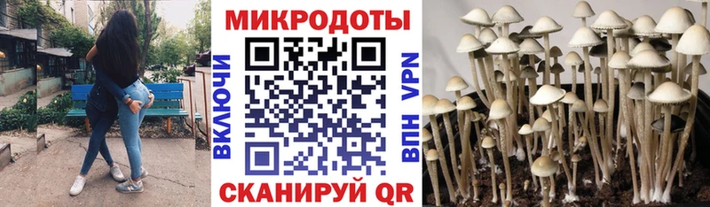 Купить где  Белокуриха  Галлюциногенные грибы Psilocybine cubensis 